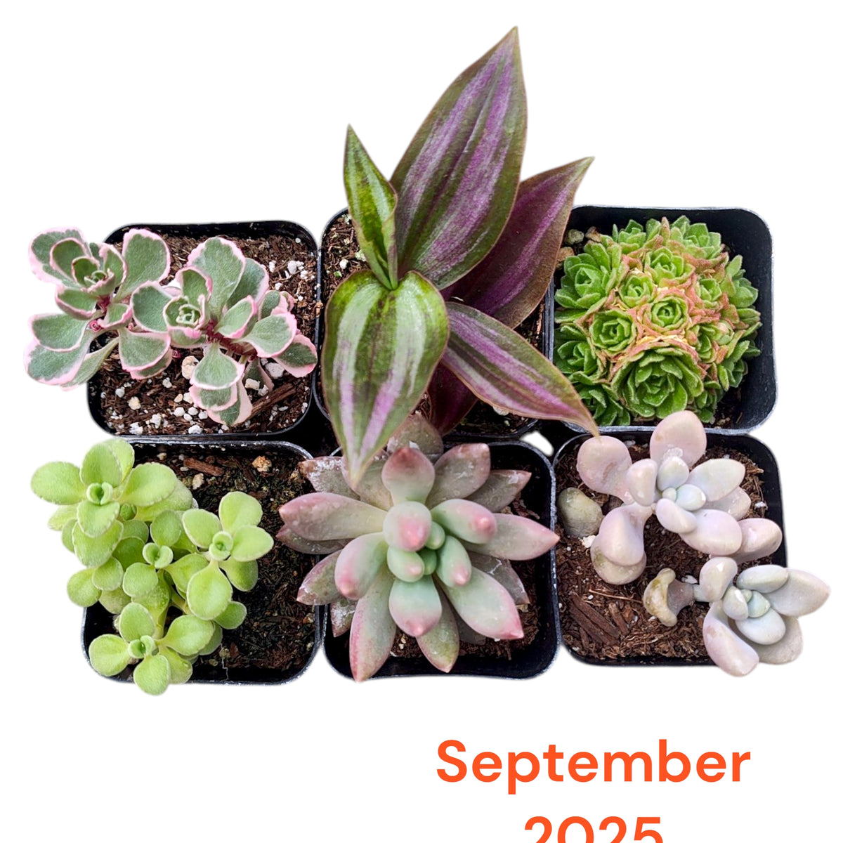 Monthly Subscription Box