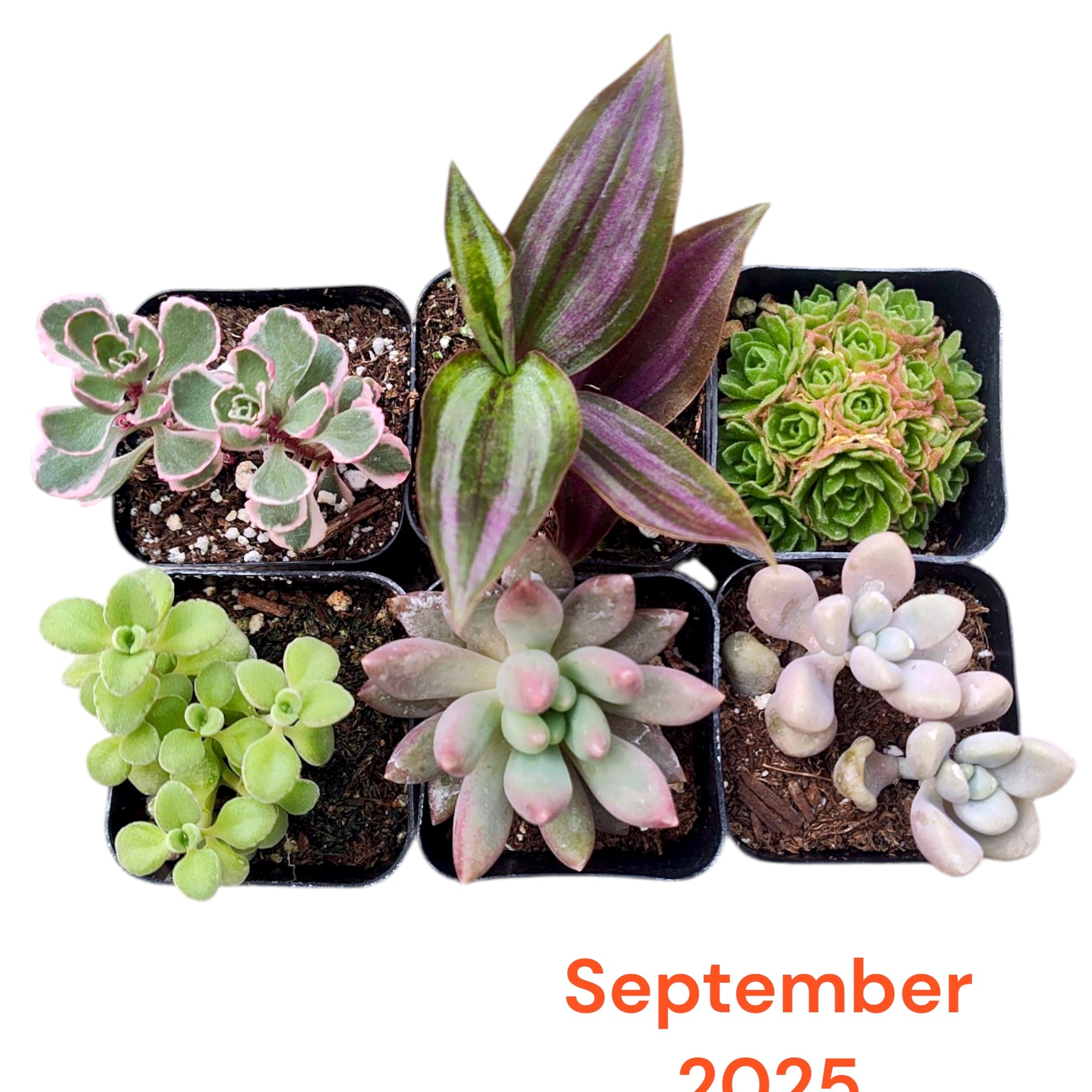 succulent plastic pots Subscription Box Plants List
