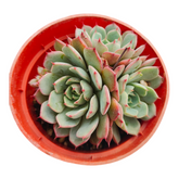 Echeveria Lindsayana