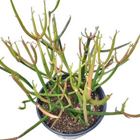 succulent sticks on fire Euphorbia tirucalli 'Sticks on Fire' 6 Inch
