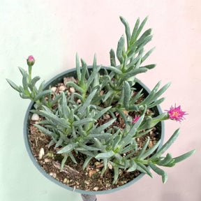 Ruschia pulvinaris - Shrubby Ice Plant