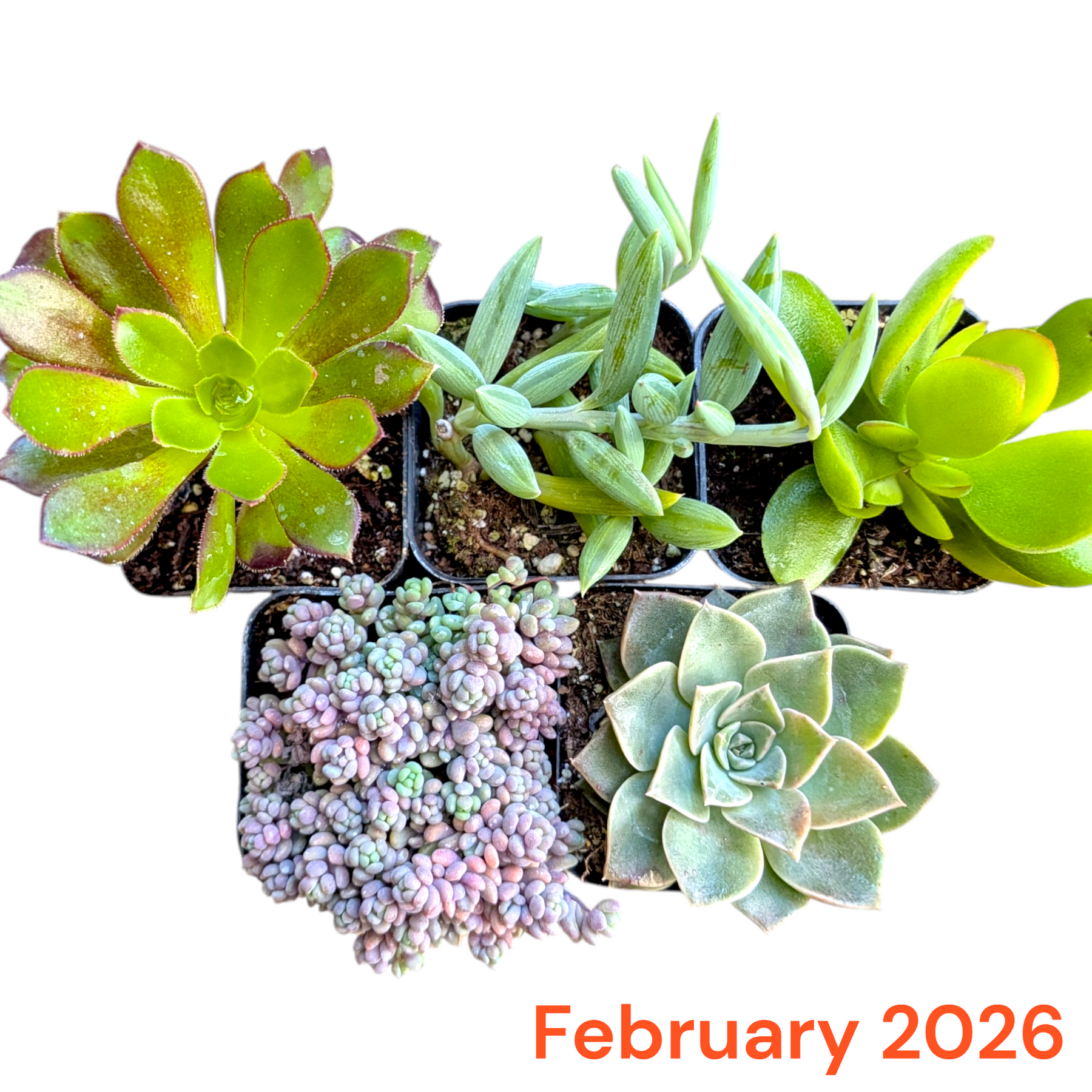 Monthly Subscription Box - Succulents Depot