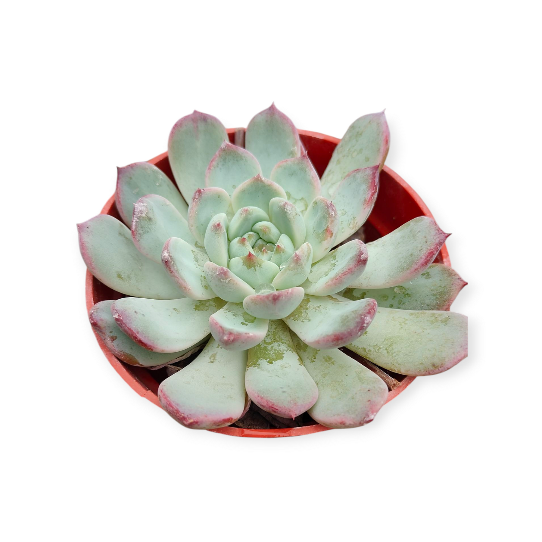 echeveria pink leaves succulent Echeveria ’Pink bella'