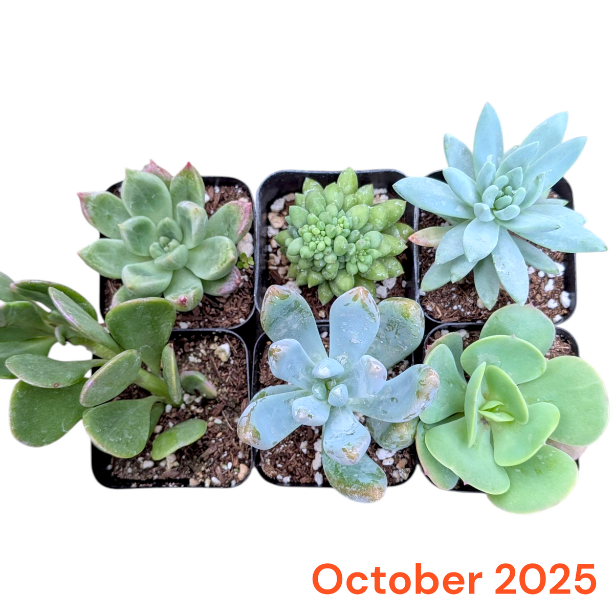 Monthly Subscription Box