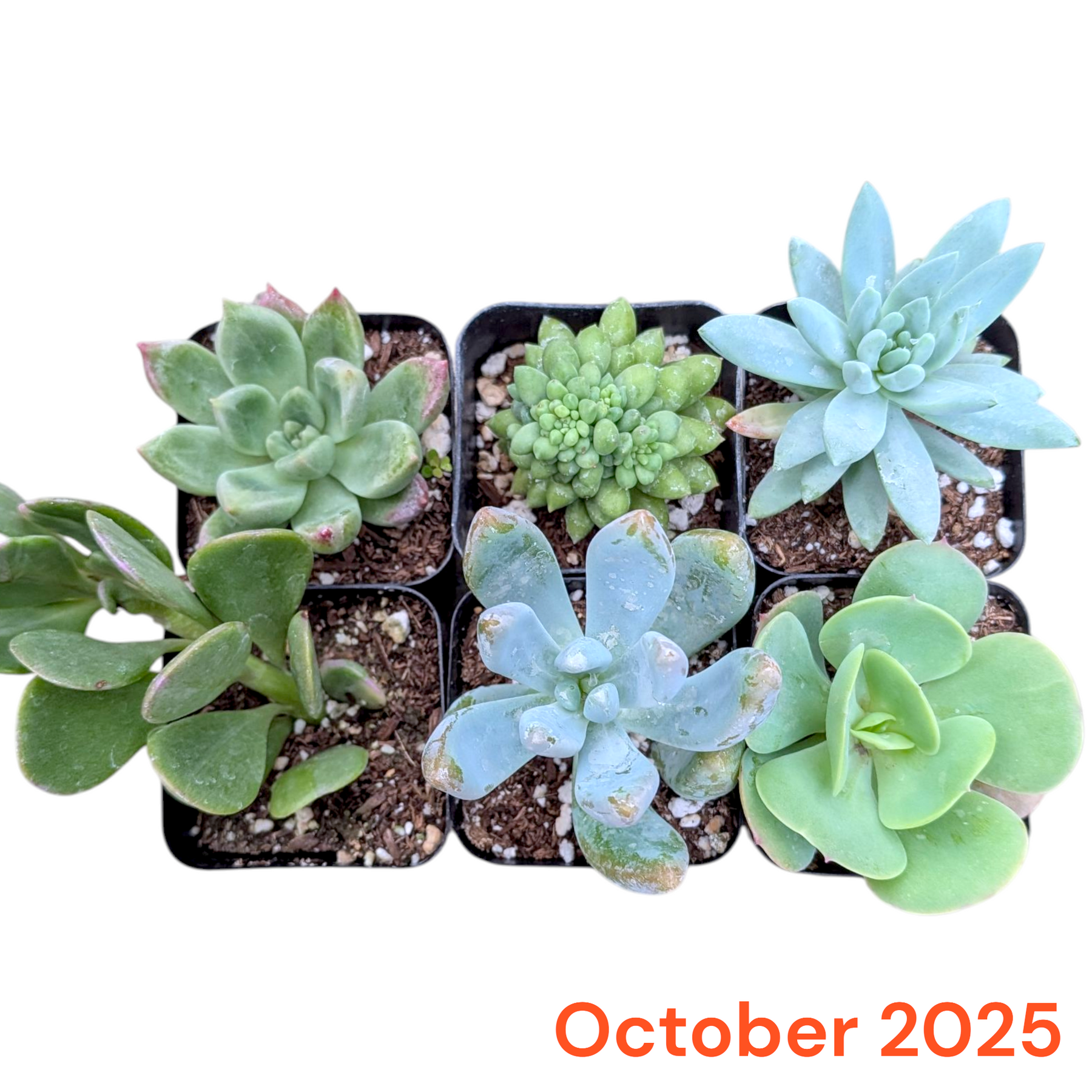succulent species list Subscription Box Plants List
