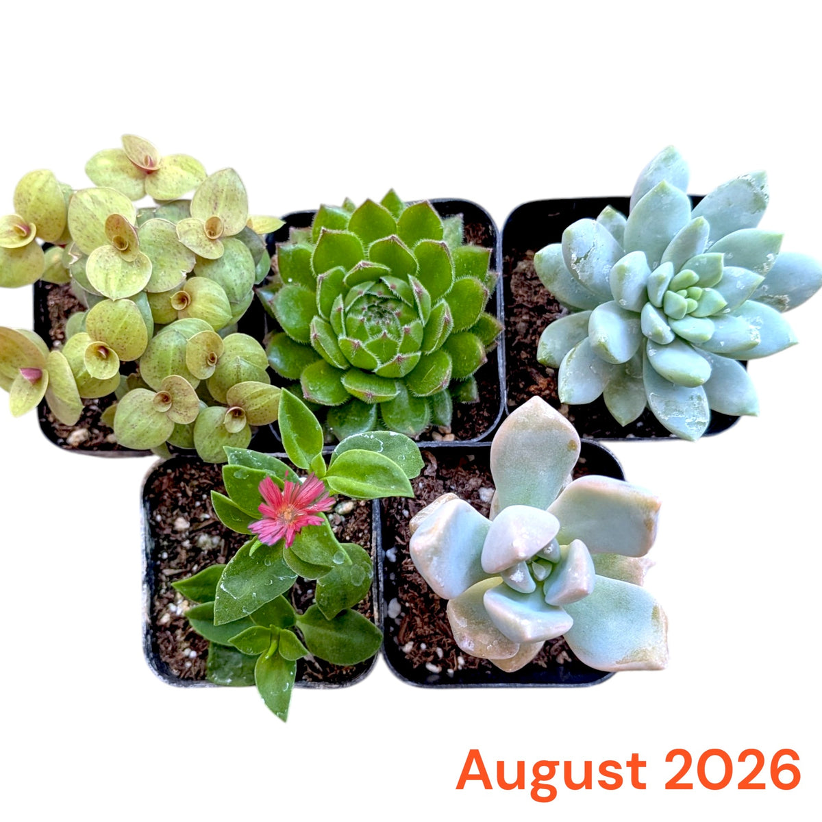 Monthly Subscription Box