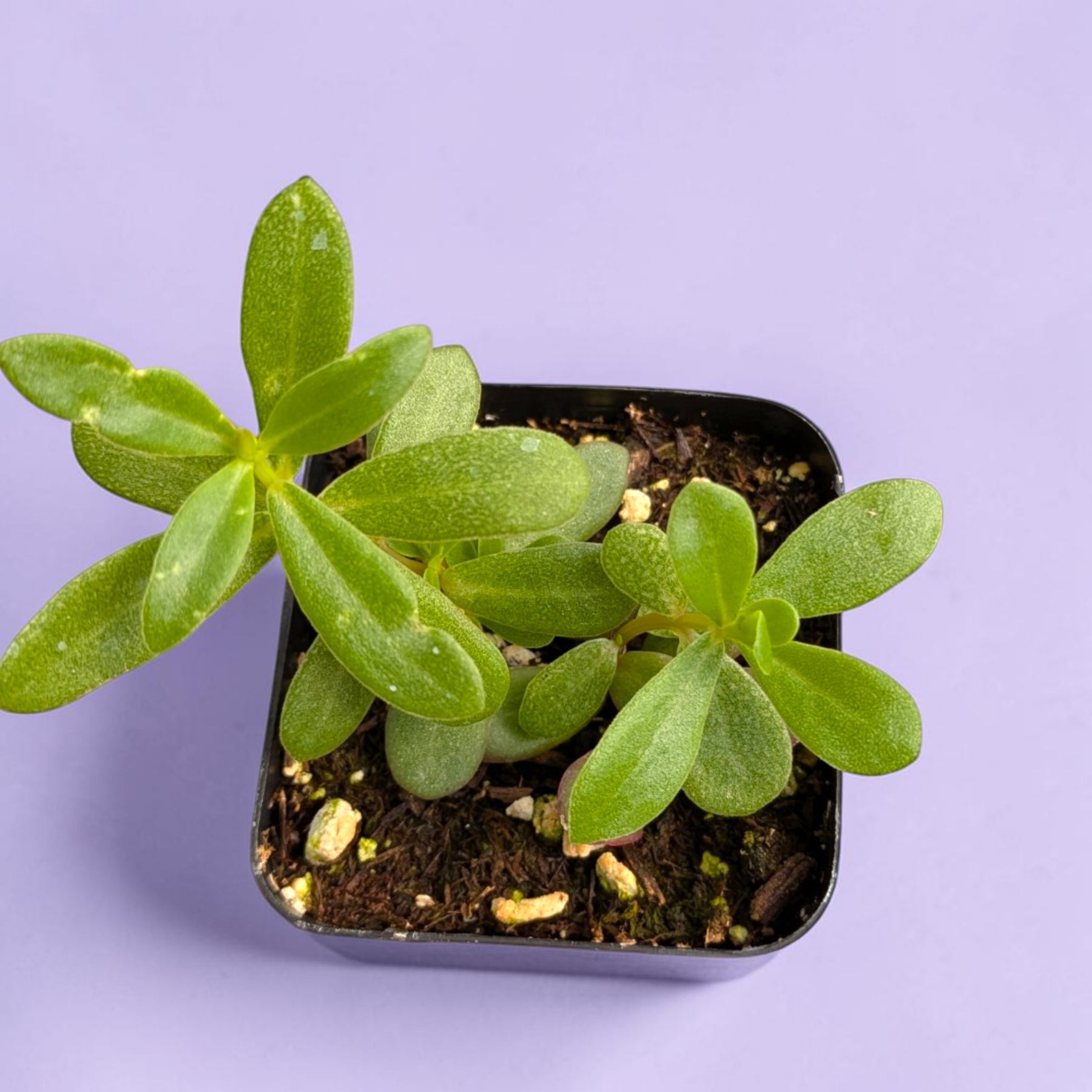 Portulaca oleracea - Little Hogweed