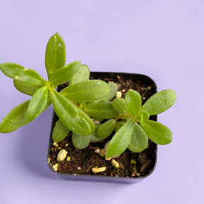 Portulaca oleracea - Little Hogweed