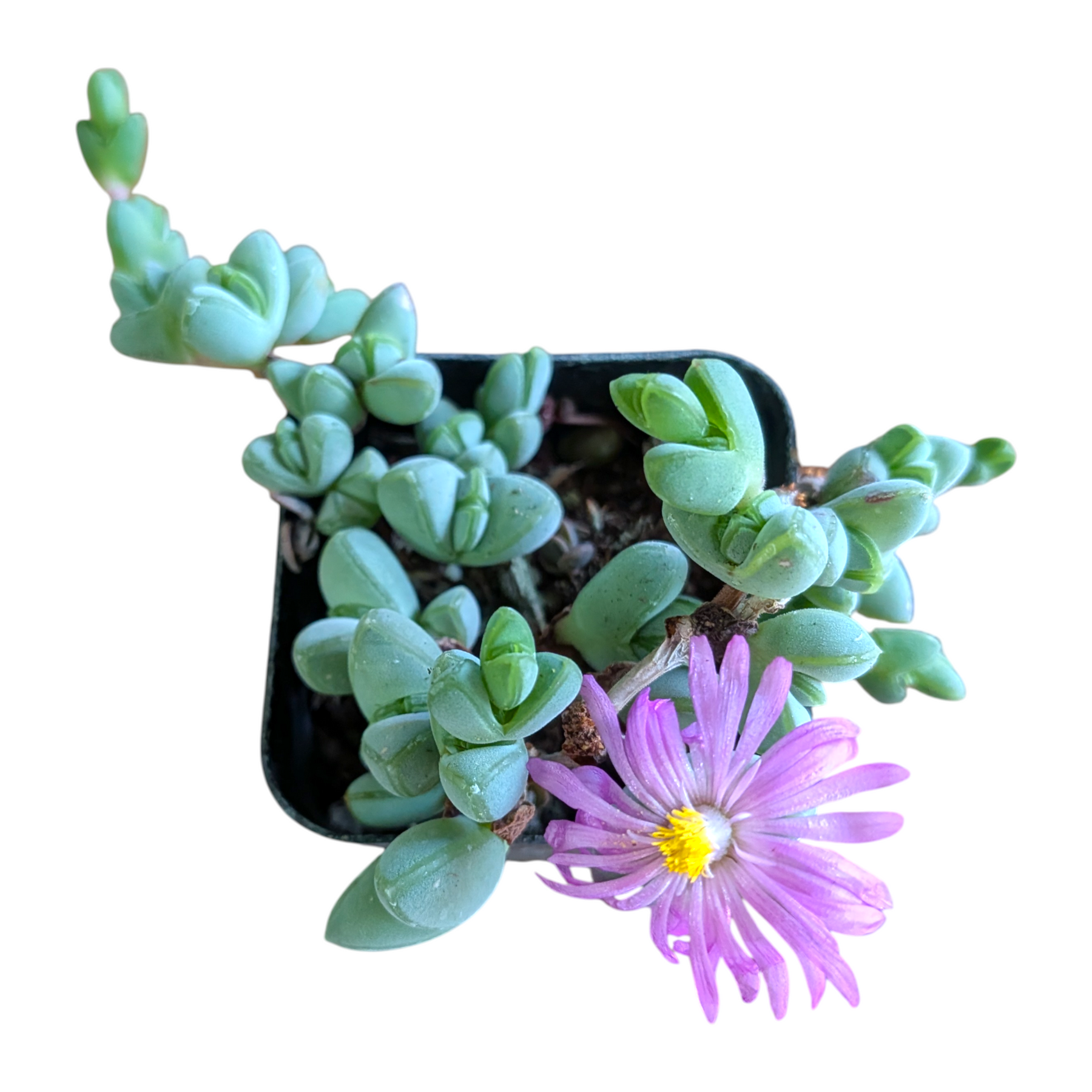 Braunsia maximiliani in bloom with magenta petals.