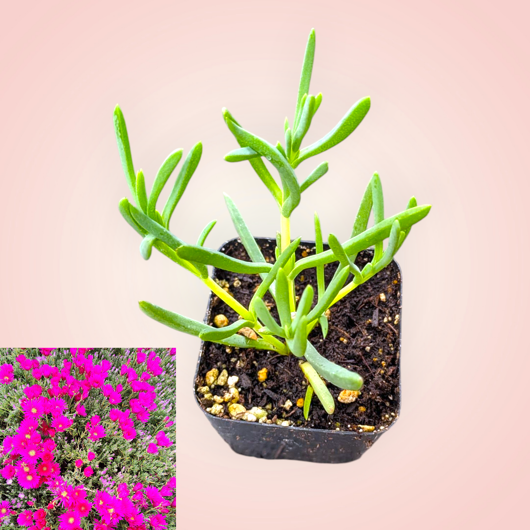 pigface succulents Mesembryanthemum Hot Pink
