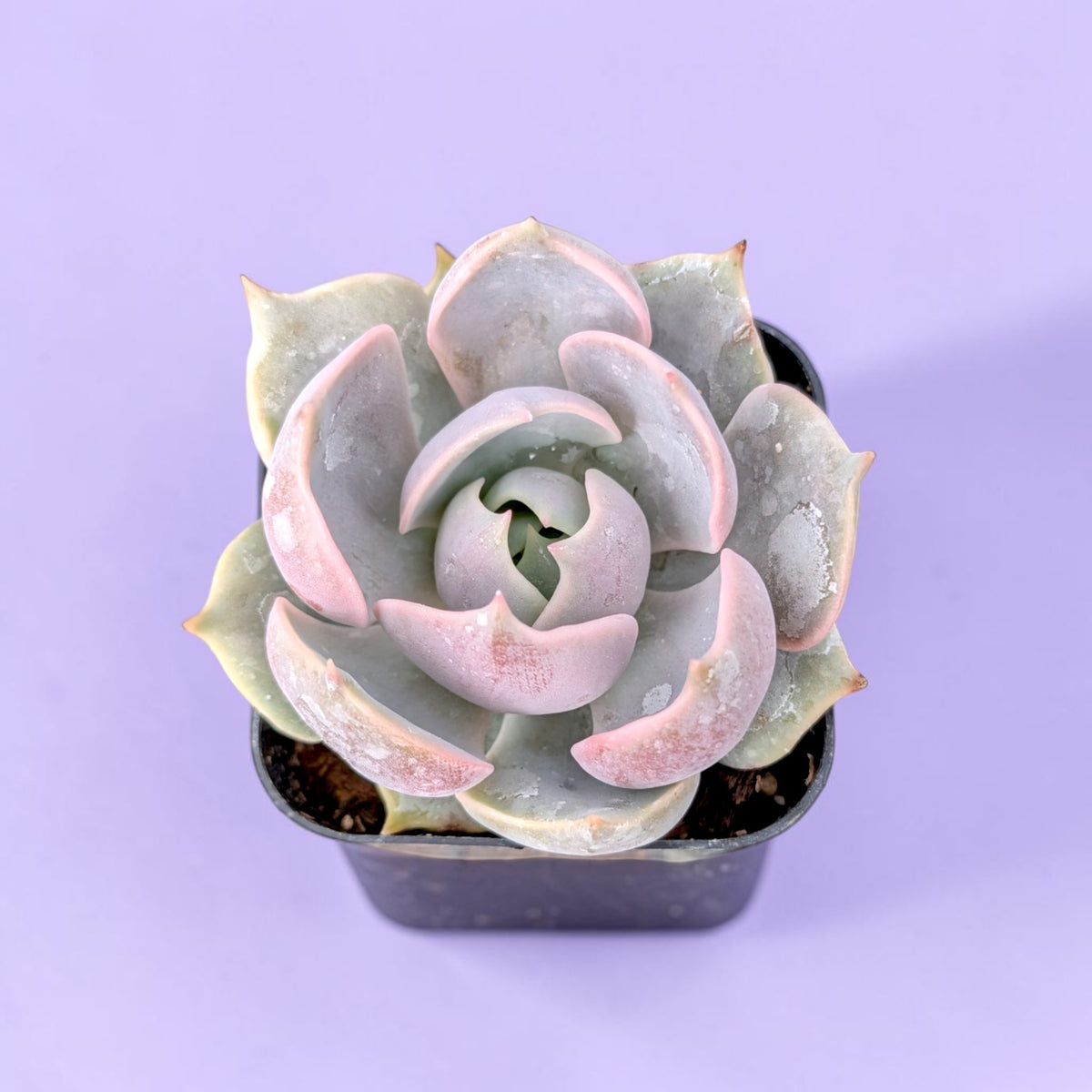 Echeveria 'Lotus'