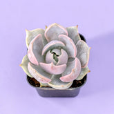 Echeveria 'Lotus'
