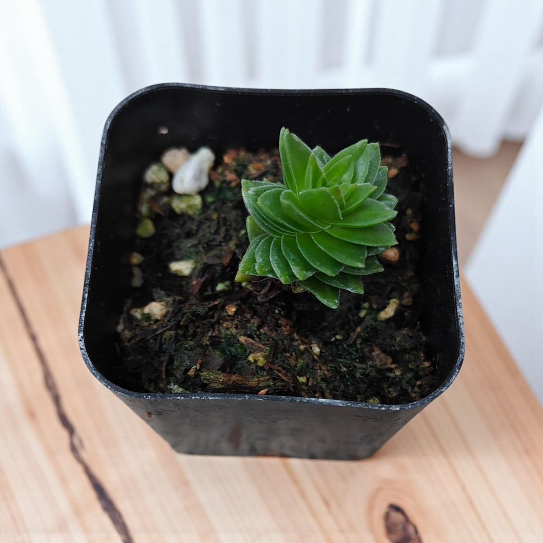 succulent pots ebay Crassula 'Spiralis Estagnol'