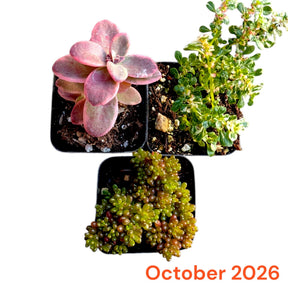 October 2026 Monthly Subscription Box selection showing three assorted succulents in black nursery pots.