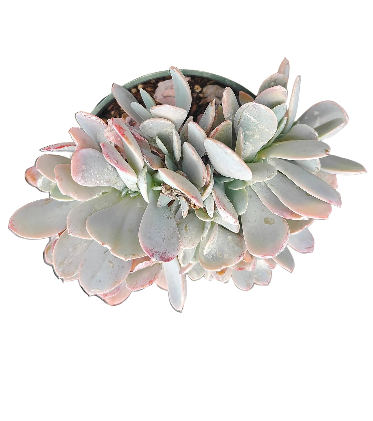 Echeveria Blue Dude succulent with thick, paddle-shaped leaves.
