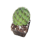 Opuntia decumbens cactus in black nursery pot.