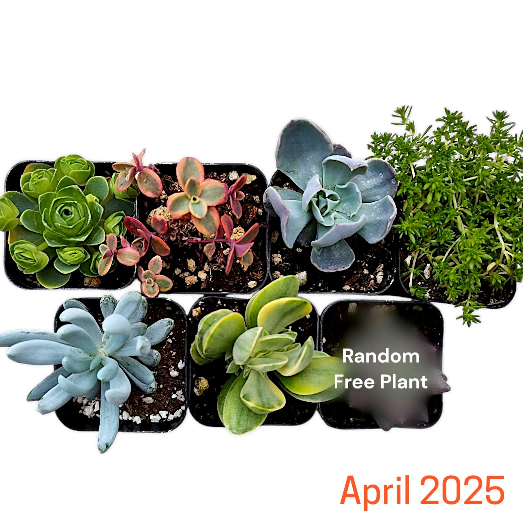 succulents unlimited bv Succulents Depot Monthly Subscription Box with Free Plants