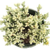Delosperma echinatum - Pickle Plant with fuzzy cylindrical leaves.