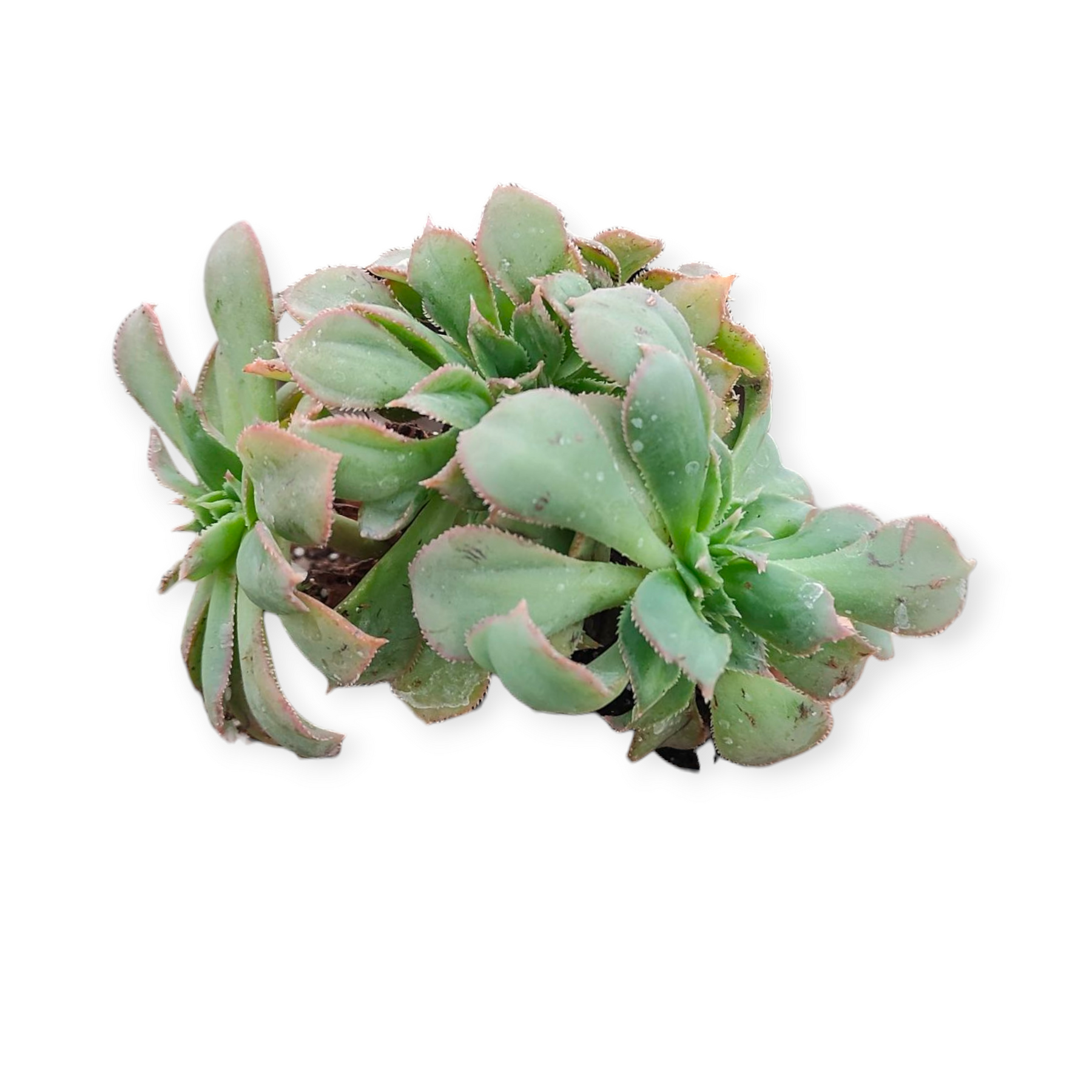 aeonium haworthii succulent Aeonium haworthii 'Pinwheel' Crest 4 Inch