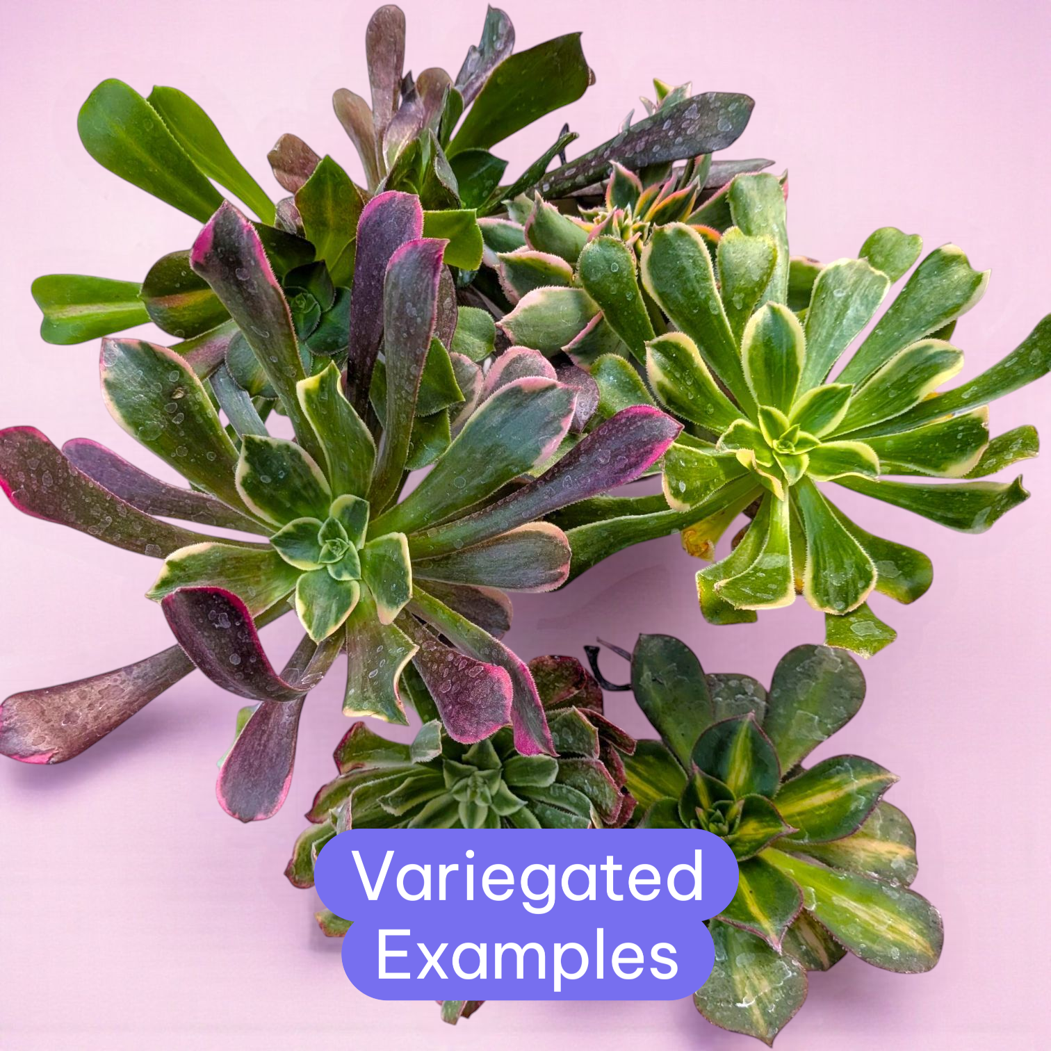 succulent examples Aeonium Variety Pack Variegated / 4 Inch (Fresh Cuttings) / 6 Pack