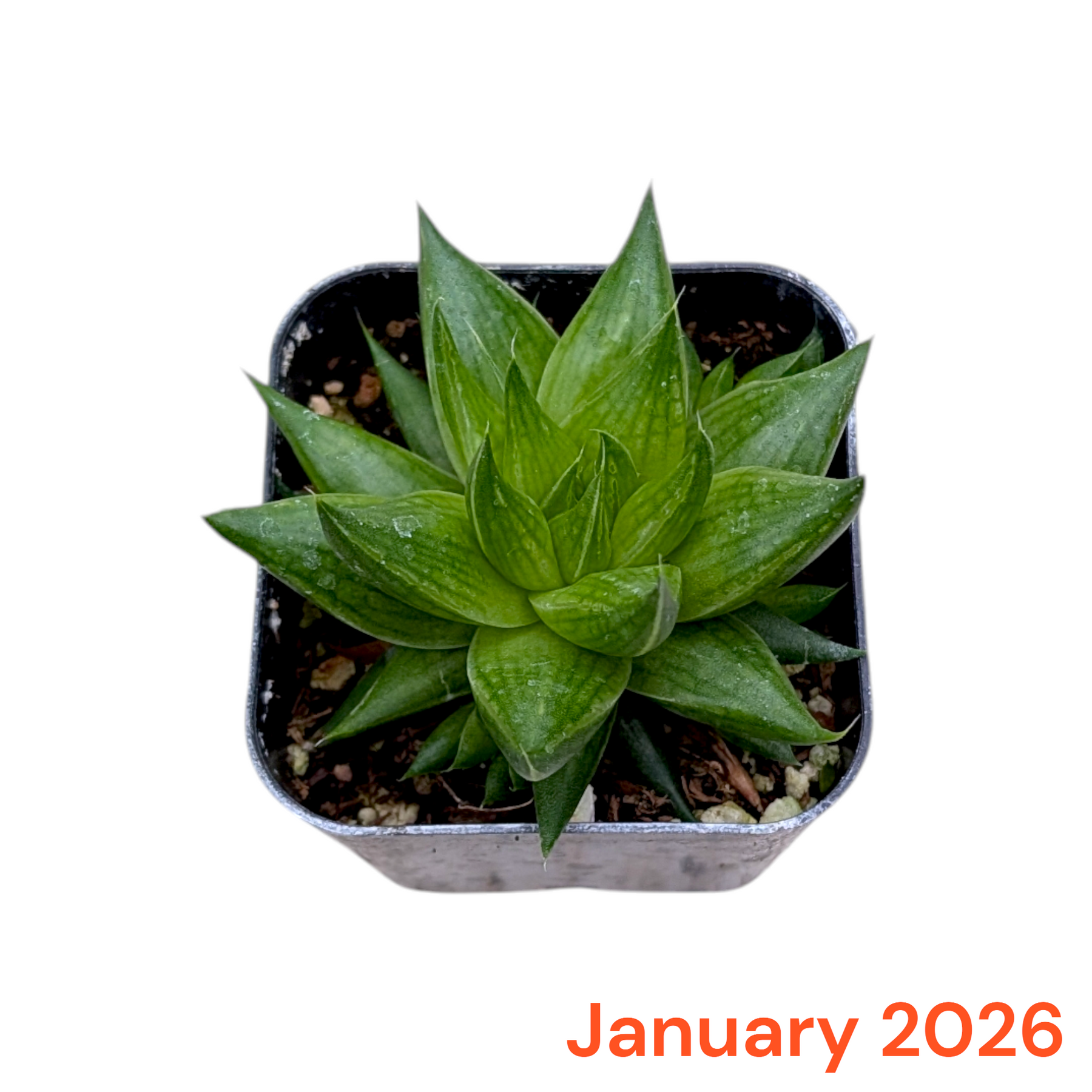 Monthly Subscription Box