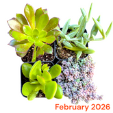 Monthly Subscription Box - Succulents Depot