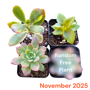 Monthly Subscription Box