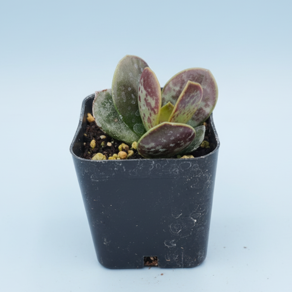 a & a succulents Adromischus trigynus 'Calico Hearts' 2 Inch