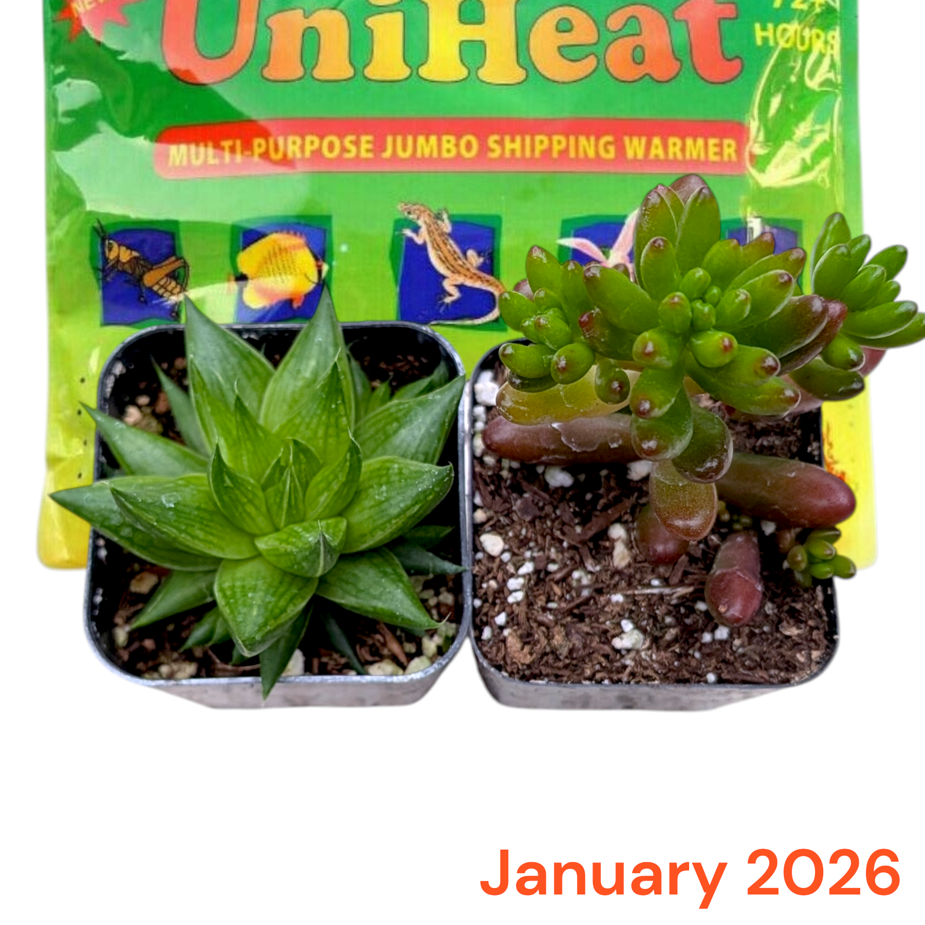 Monthly Subscription Box