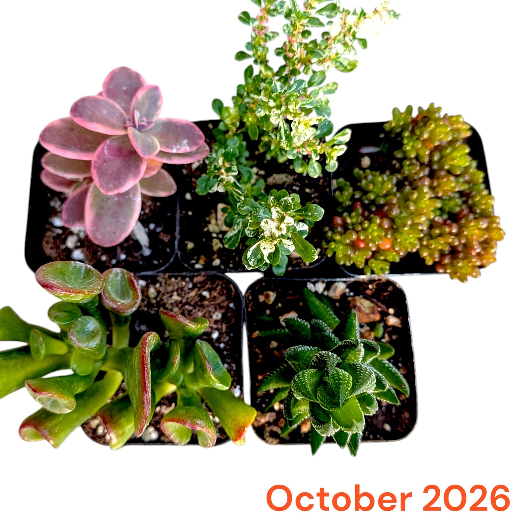 October 2026 Monthly Subscription Box selection showing five assorted succulents in black nursery pots.