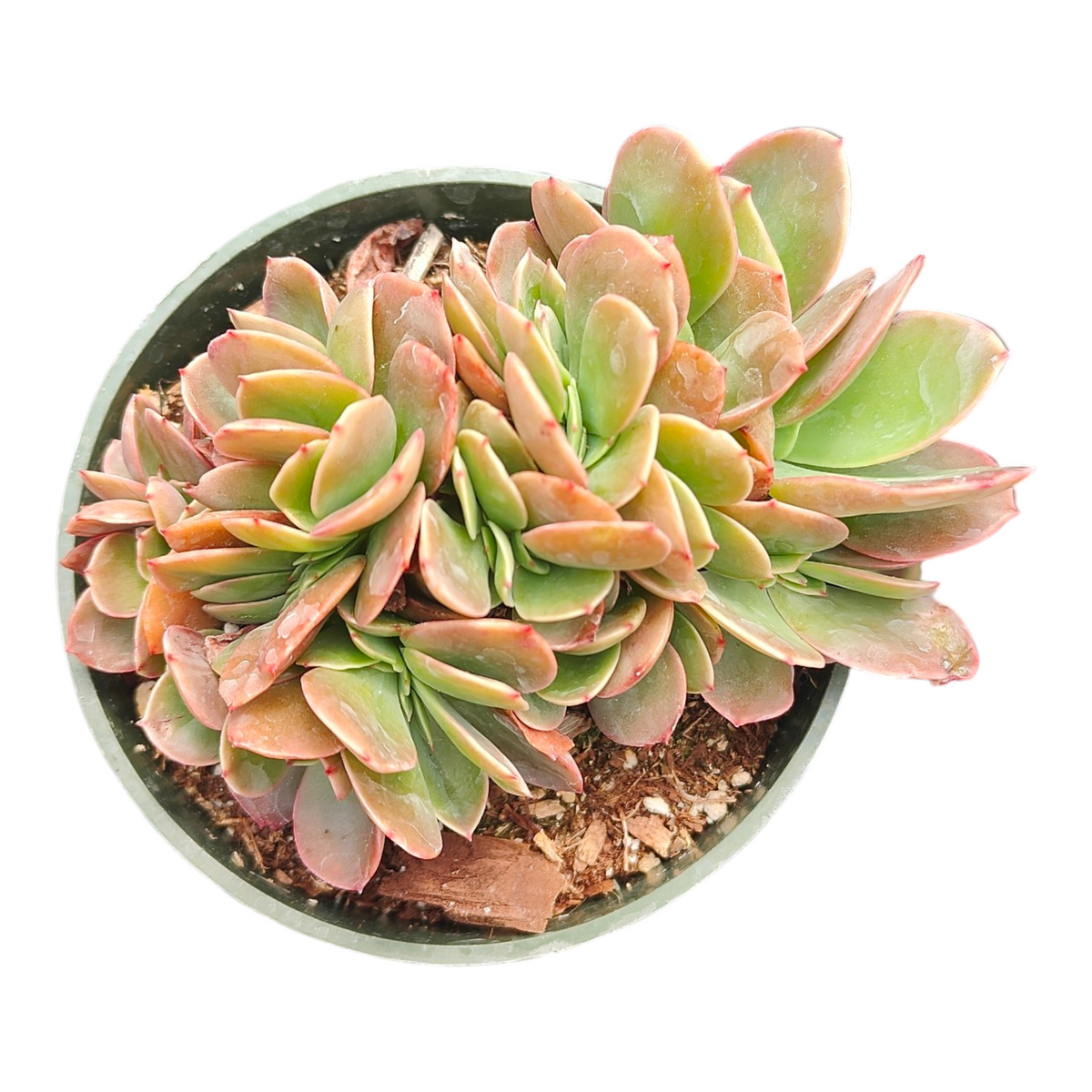 Echeveria 'Cassyz Winter' Crest in a green nursery pot.