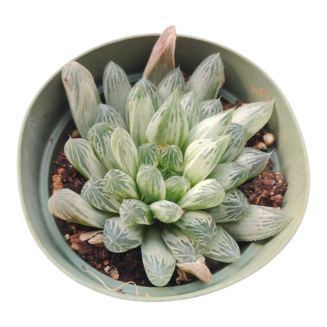 Haworthia White Cooperi Variegata