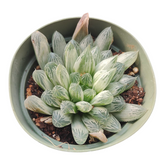 Haworthia White Cooperi Variegata