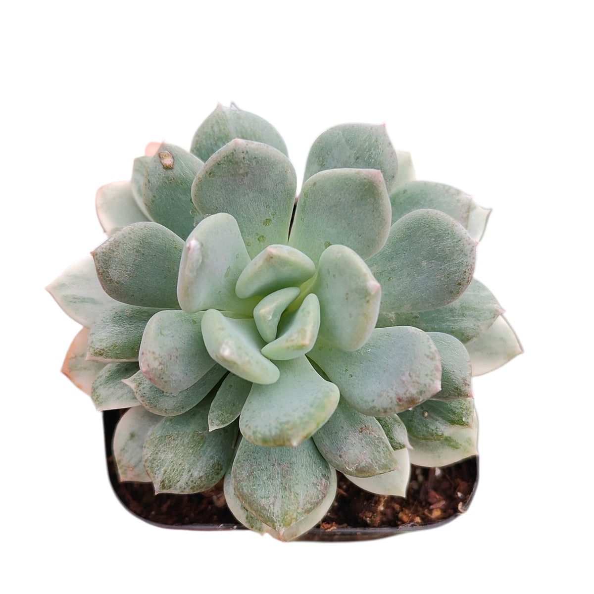 Echeveria Tinkerbell Variegata