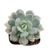 Echeveria Tinkerbell Variegata