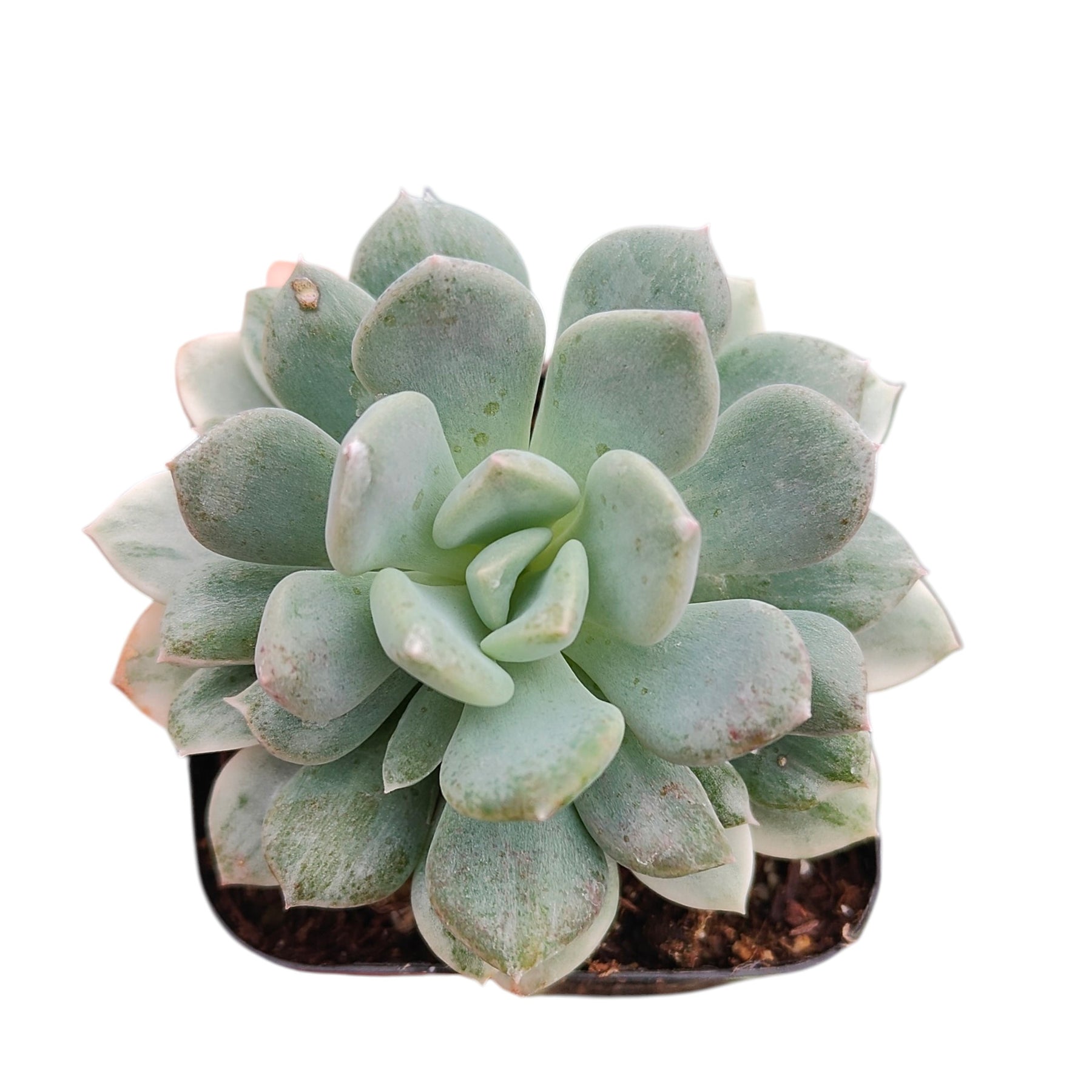 Echeveria Tinkerbell Variegata