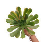 Aeonium Blushing Beauty Variegata