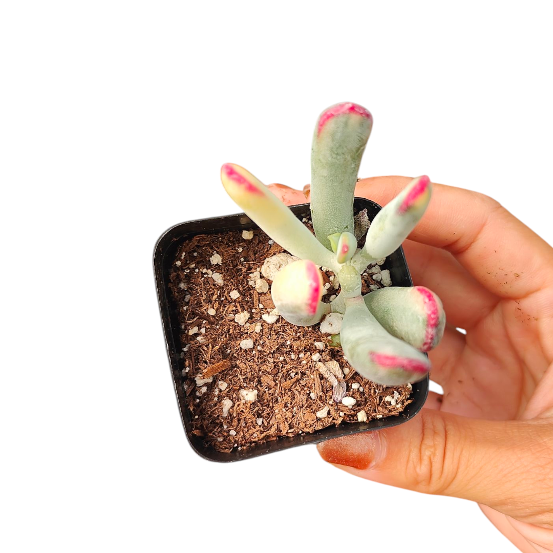 cotyledon orbiculata variegated succulent Cotyledon orbiculata cv. Long Leaf Variegated