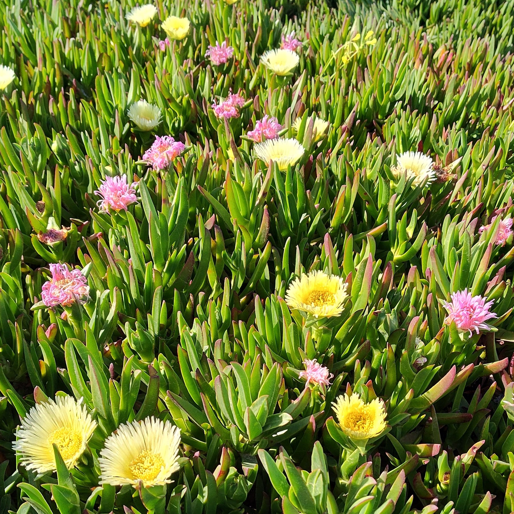 hottentot succulent Carpobrotus edulis Hottentot Fig Ice Plant