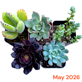 Collection of 5 succulents in small pots with a 'May 2026' label.