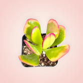 Crassula ovata 'Hummel's Sunset' succulent with reddish-tipped leaves.