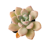 Echeveria 'Pink luoshen' succulent with rosette pattern.