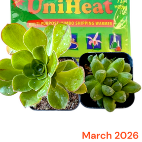 Monthly Subscription Box with potted succulents and shipping warmer.