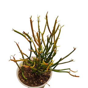 firestick succulent home depot Euphorbia tirucalli 'Sticks on Fire' 6 Inch