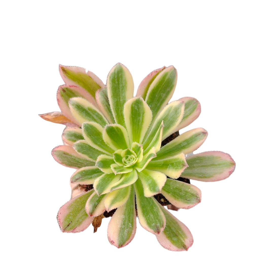 arboreum succulent Aeonium arboreum 'Luteovariegatum' Variegated 6 Inch Cluster