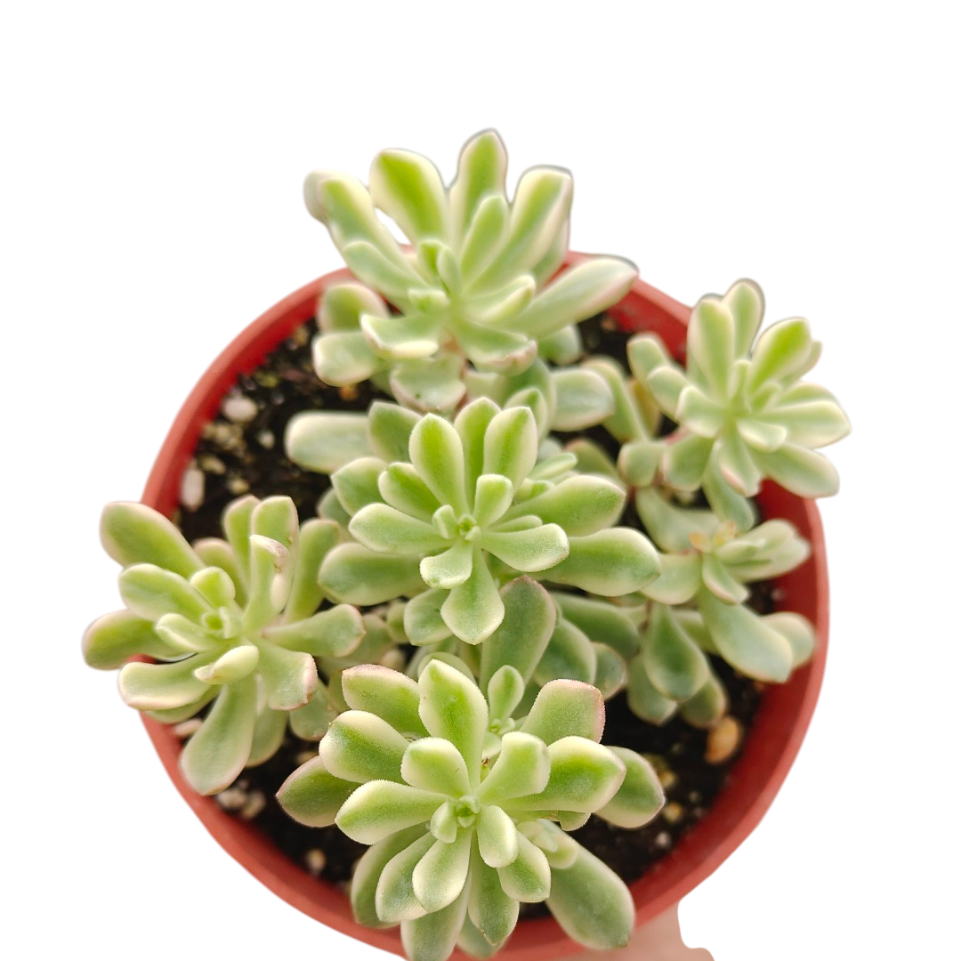 Sedum Joyce Tulloch Variegata