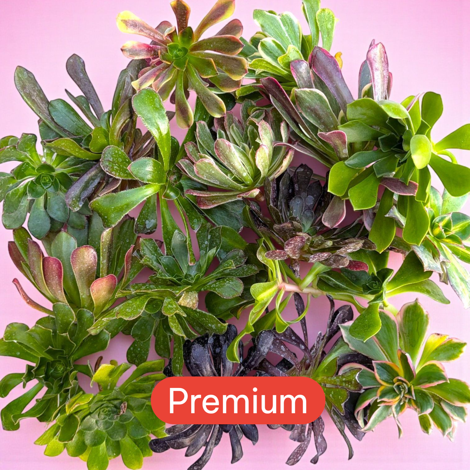 succulents aeonium species Aeonium Variety Pack Assorted / 4 Inch (Fresh Cuttings) / 16 Pack