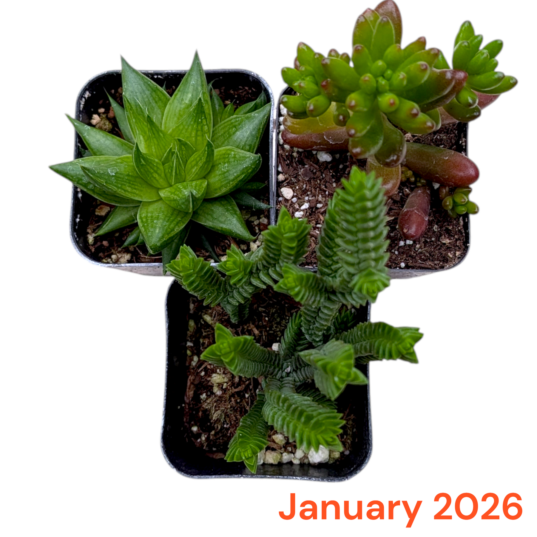 Monthly Subscription Box