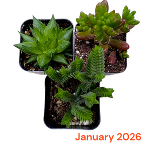 Monthly Subscription Box