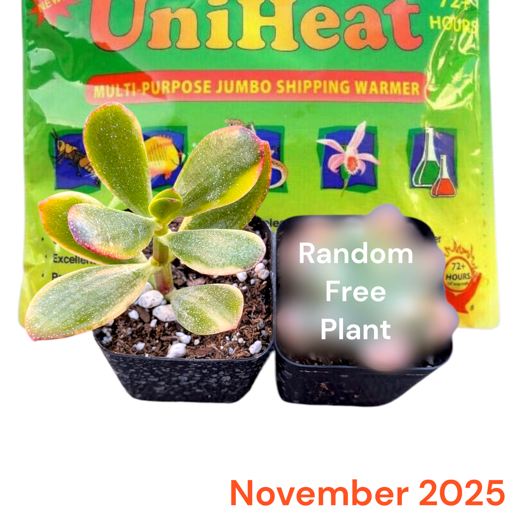 Monthly Subscription Box